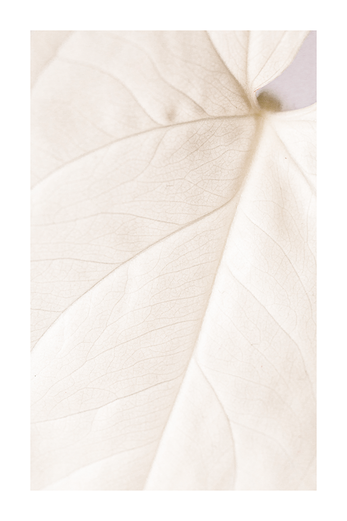 Close Up of Beige Leaf Print