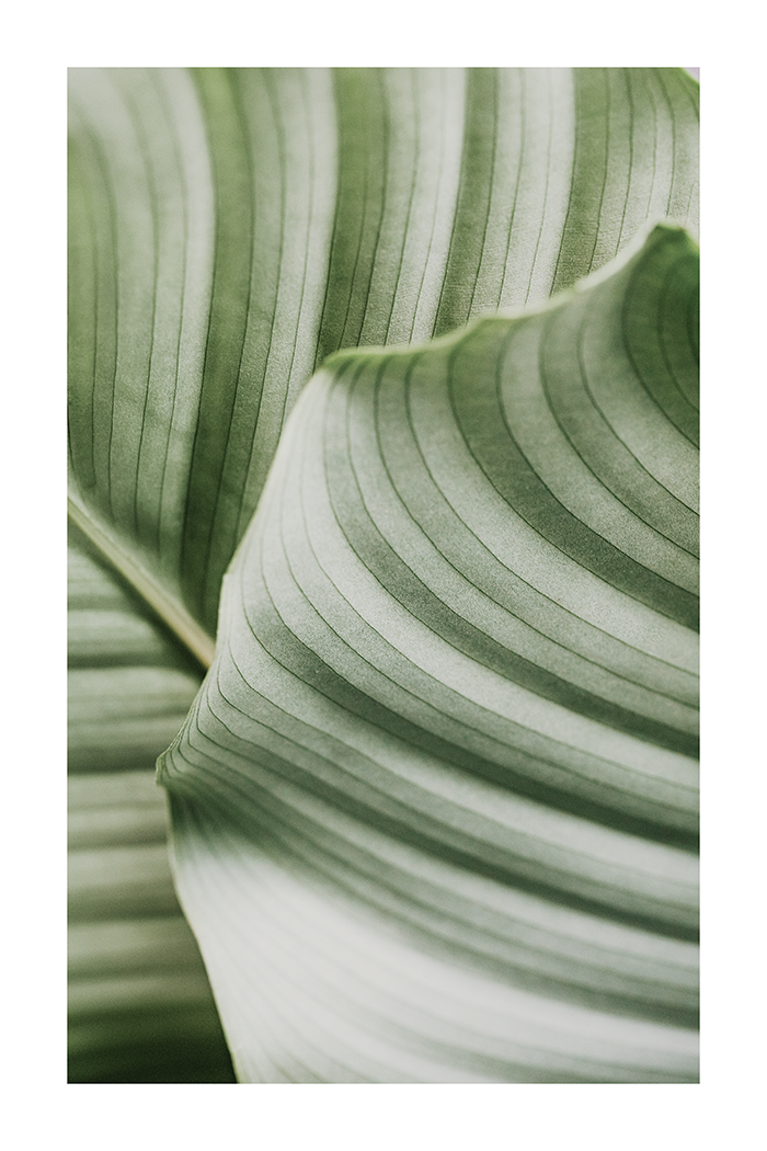 Texture of Delicate Leaf Poster