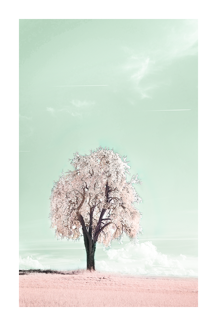 Blooming Pink Tree Poster