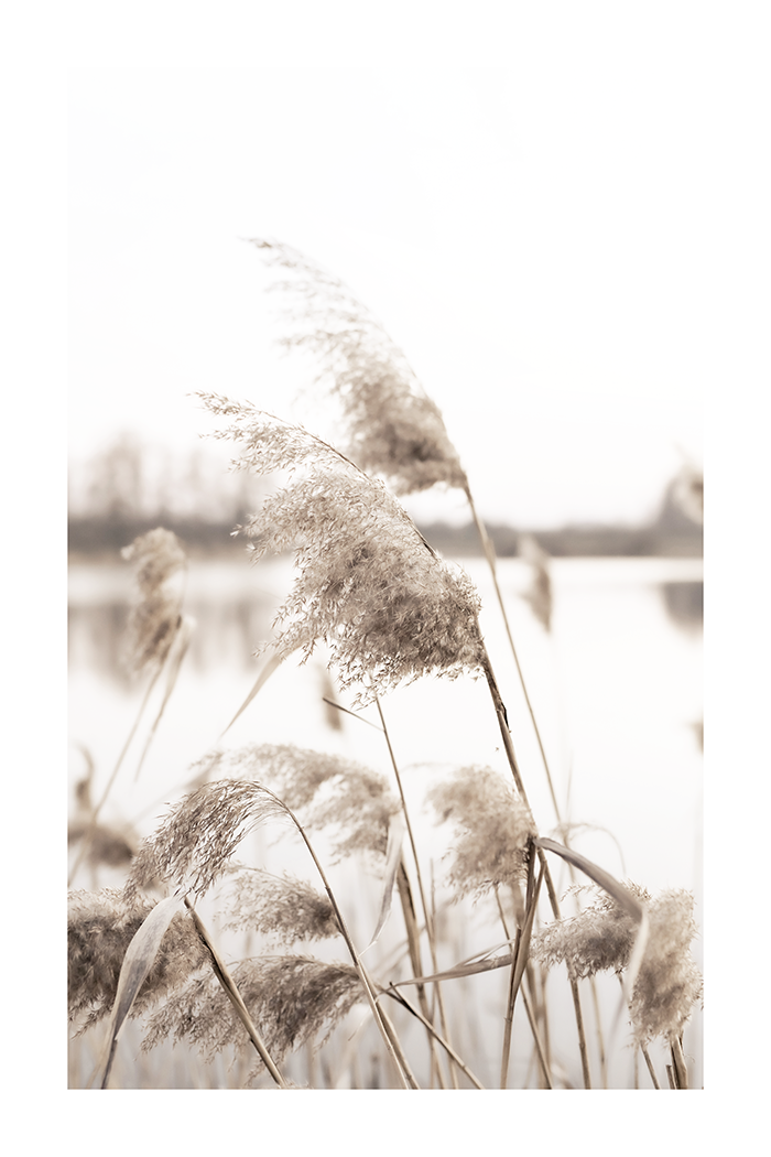 Dry Grass Close Up Poster