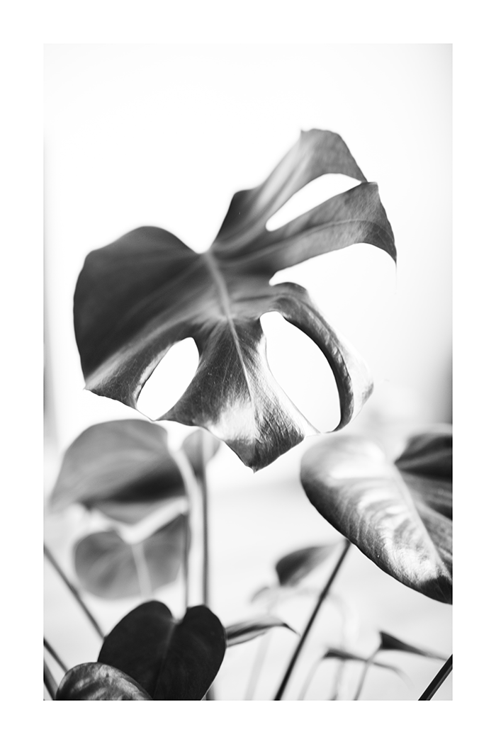 Monstera Close Up Poster