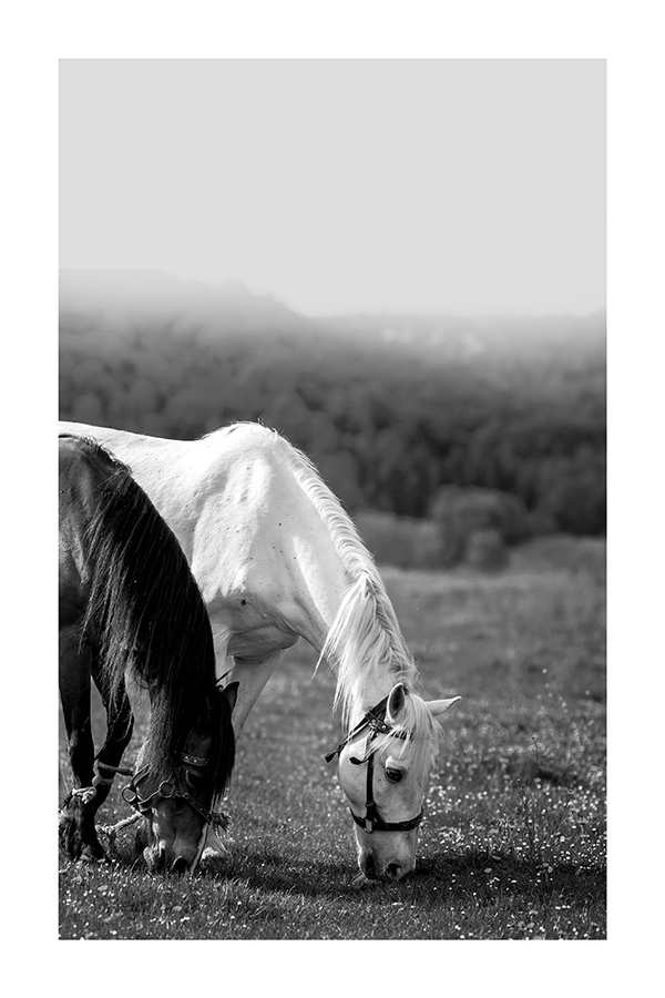 Black and White Horses Poster