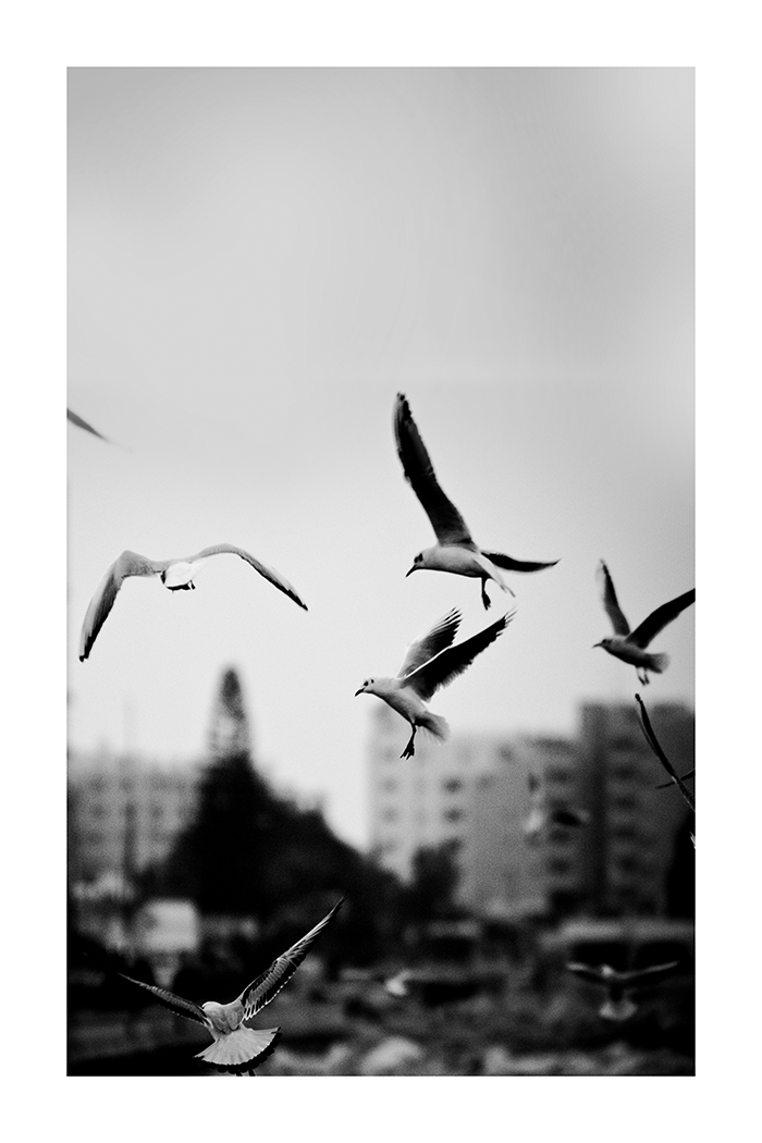Flying Birds Poster