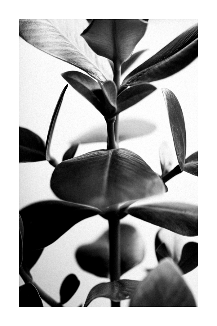 Leaf Close Up Monochrome Poster