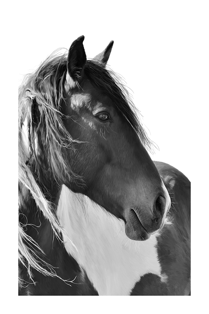 Horse Photo Poster
