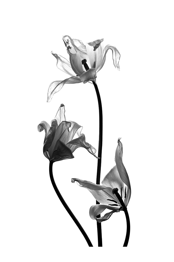 Irish Flower X-ray Art Print