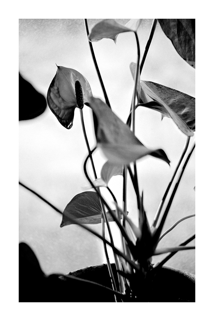 Plant Leaf Close Up Poster