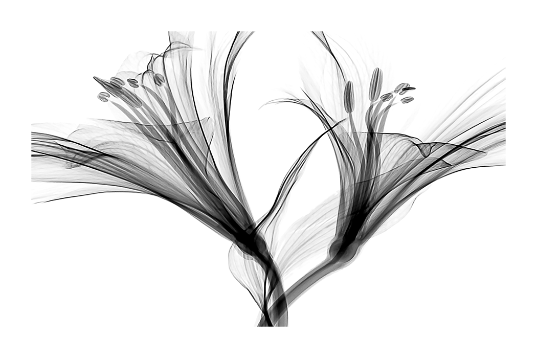 Lily X-ray Poster