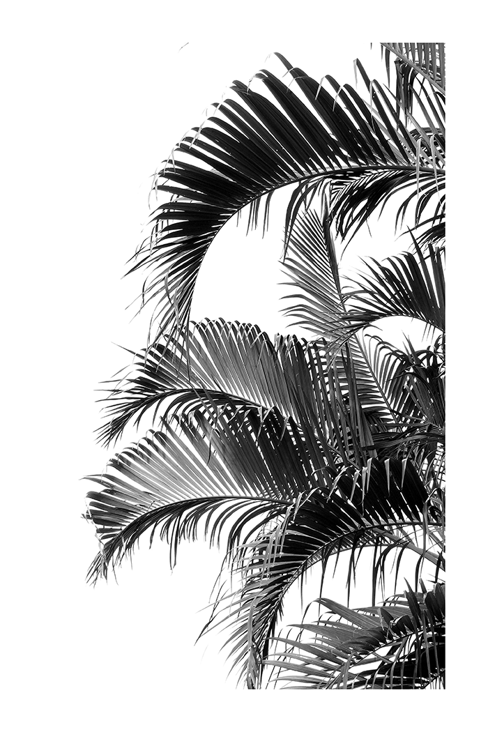 Palm Leaves Poster