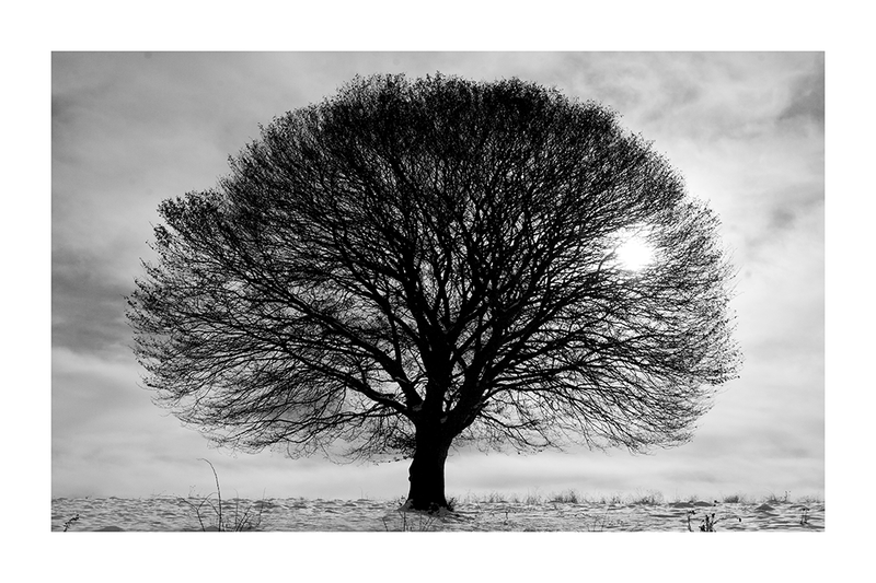 Monochrome Tree Poster