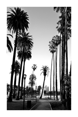 Palm Tree Poster