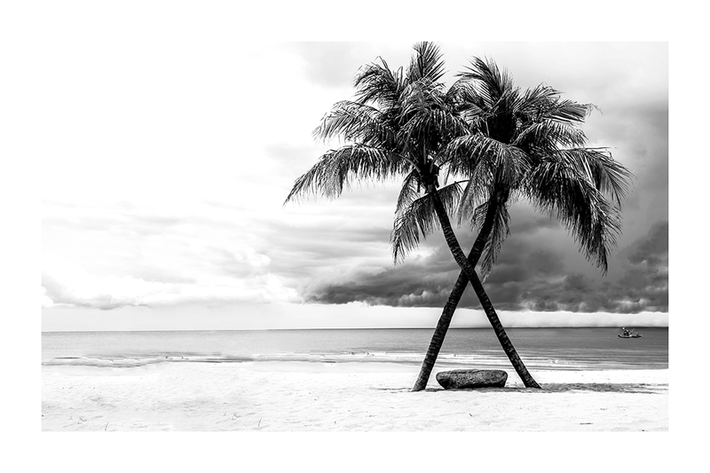 Crossing Coconut Tree Poster