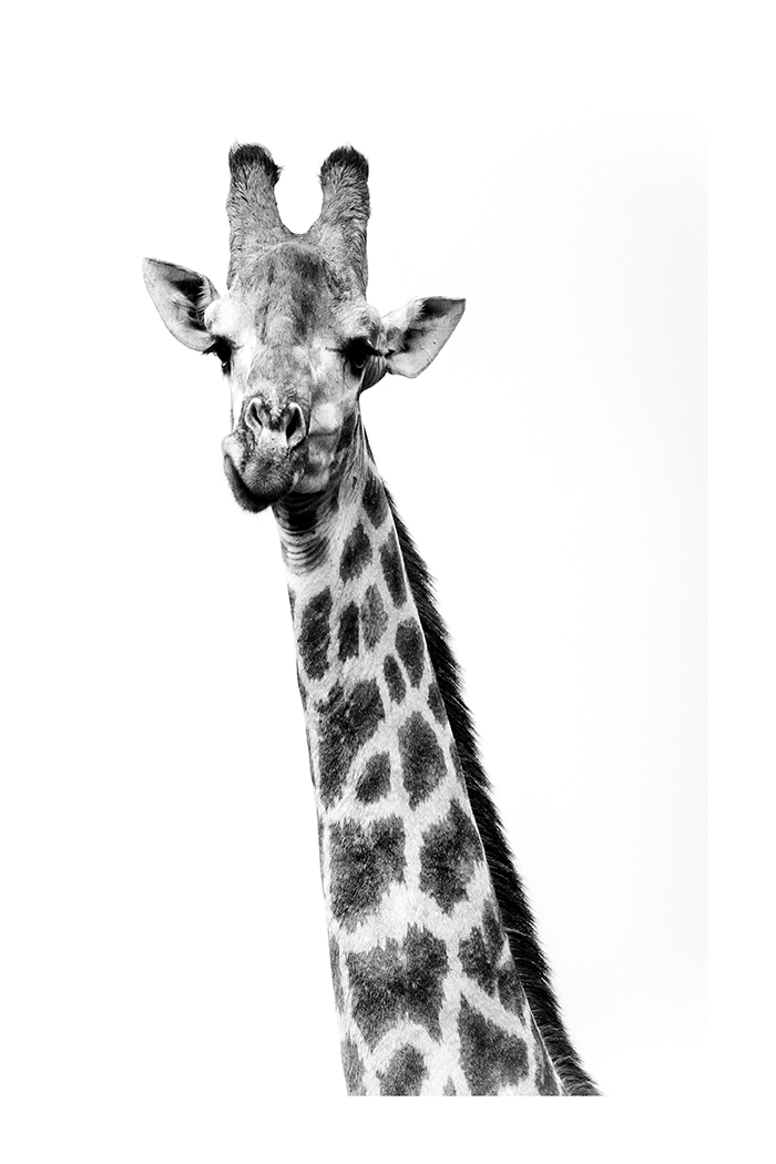 Black Giraffe Poster