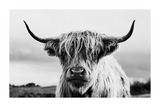 Highland Cow Close Up Poster