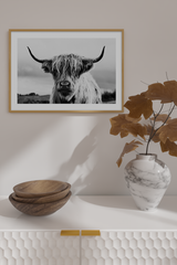 Highland Cow Close Up Poster