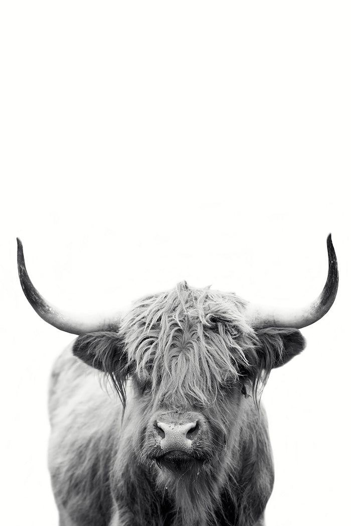 Highland Cow Poster