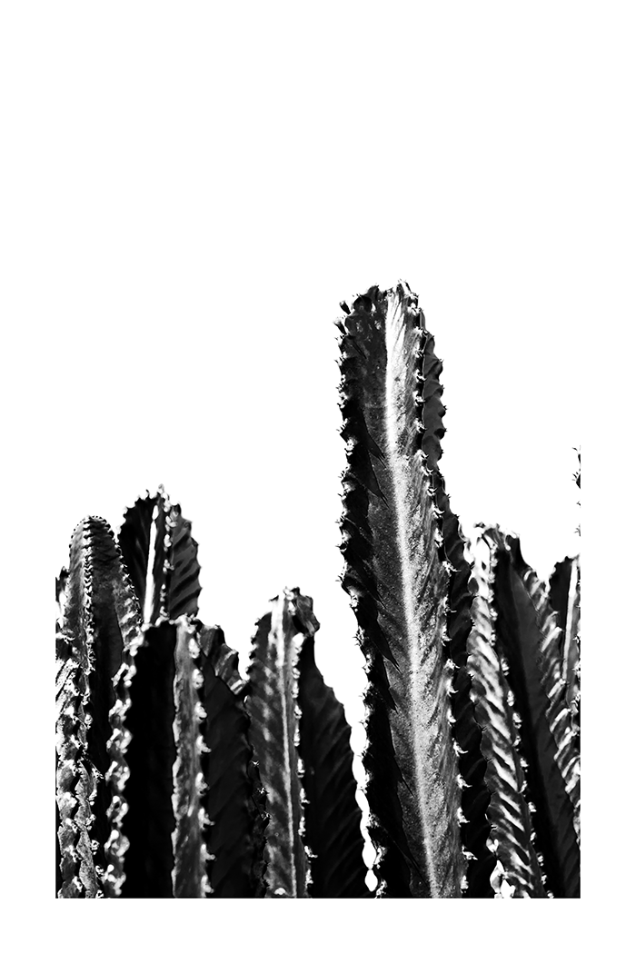 Black and White Cactus Poster