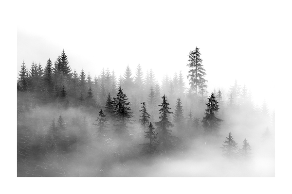 Black and White Misty Forest Poster