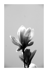 Monochrome Flower Poster