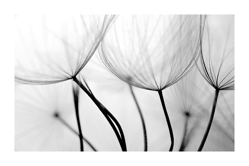 Dandelion Close Up Poster