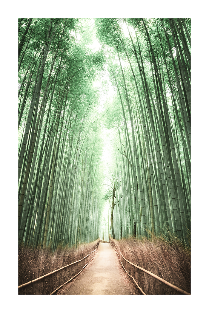 Path to Bamboo Forest Poster