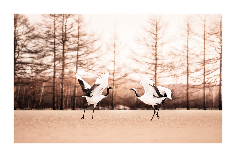 Dancing Cranes Poster