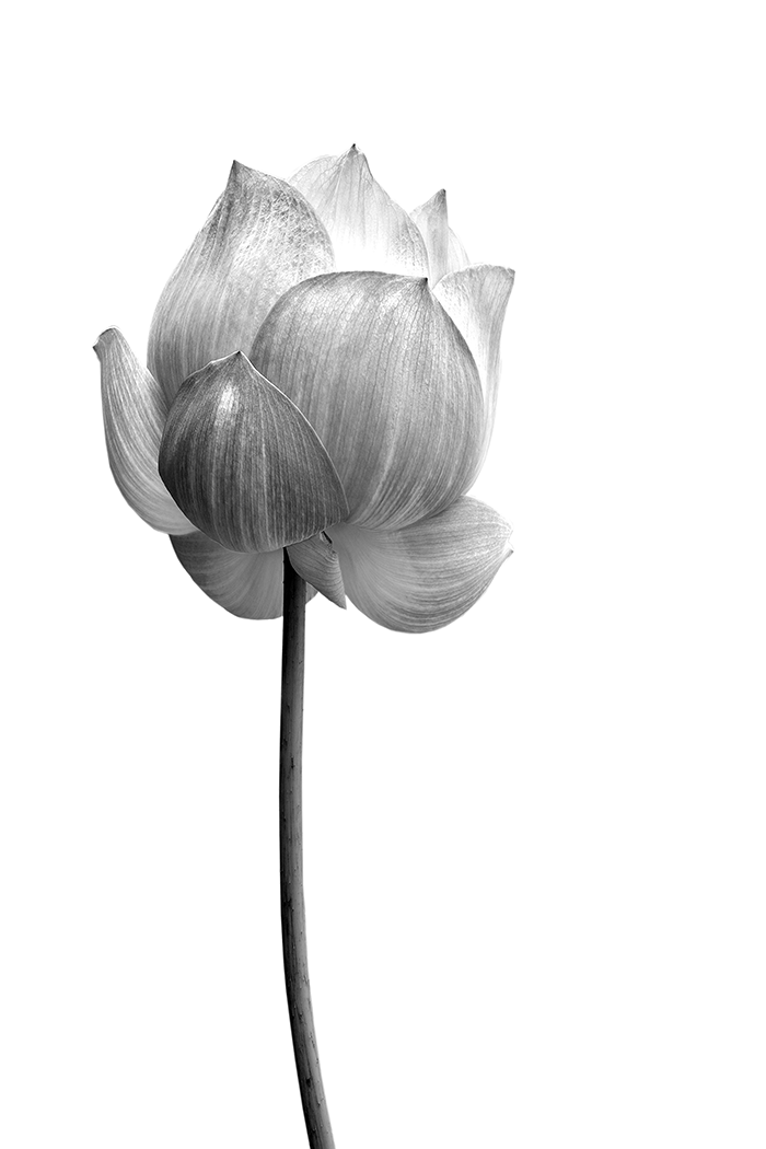 Black and White Lotus Poster