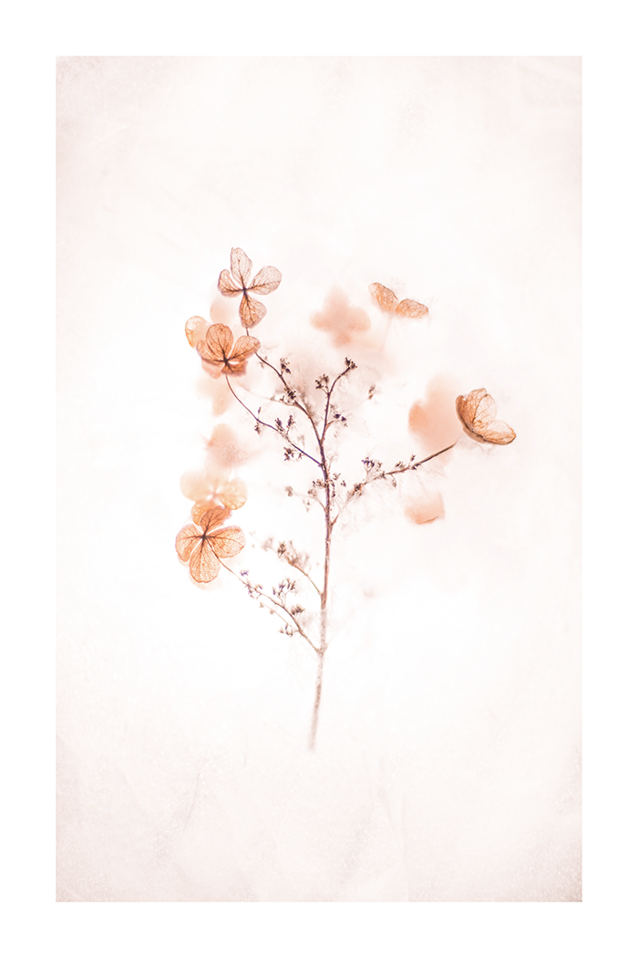 A Dry Flower Detail Poster