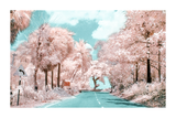 A Road of Pink Trees Poster