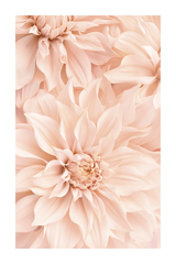 Romantic Pink Flower Poster