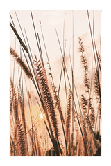 Dry Grass at Sunset Poster