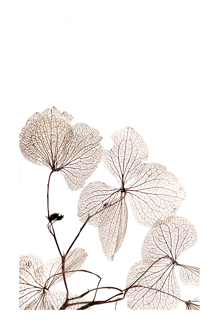 Dried Plant Poster NO.2