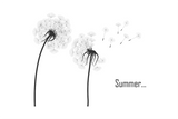 Dandelion Line Poster No.2