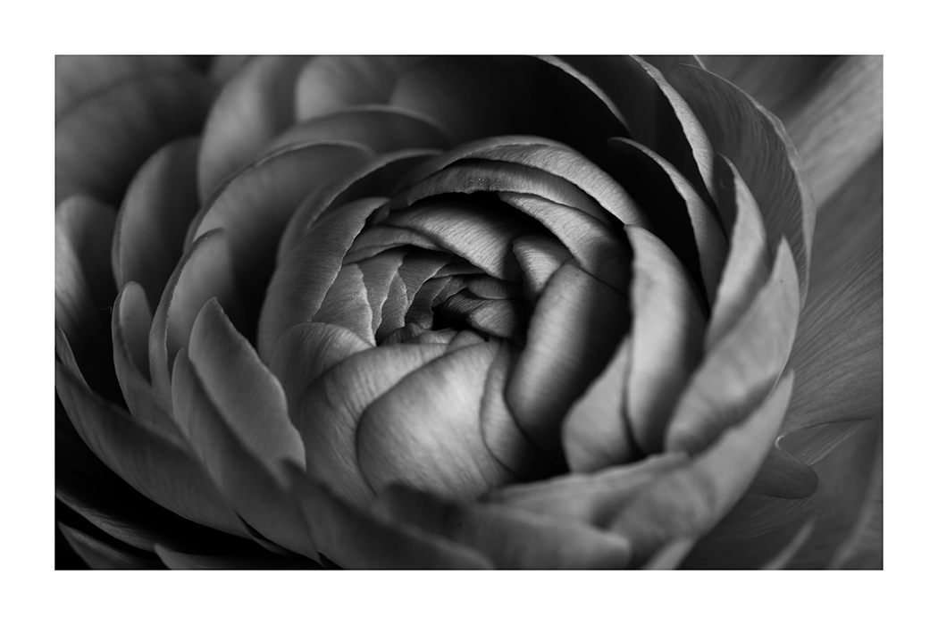 Black Flower Poster