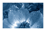 Dark Blue Petal Close Up Poster