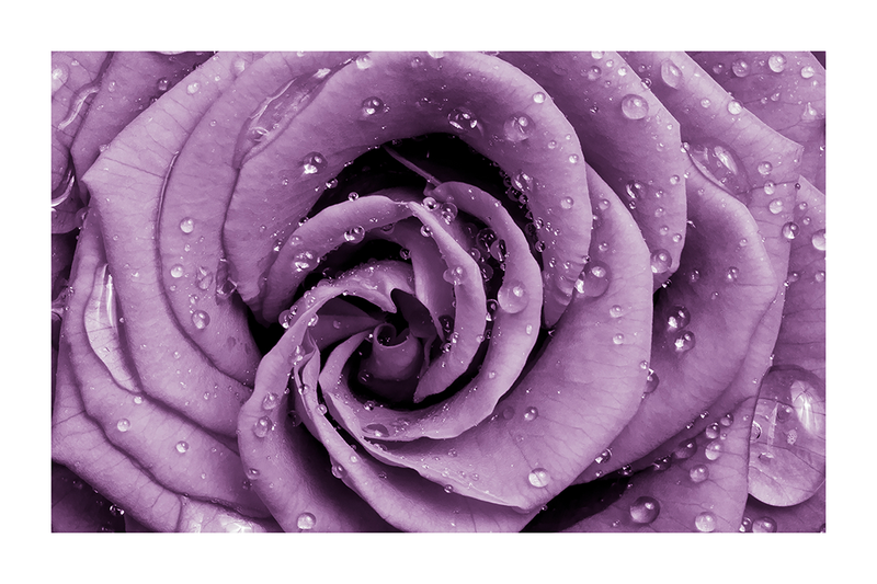 Purple Rose Poster