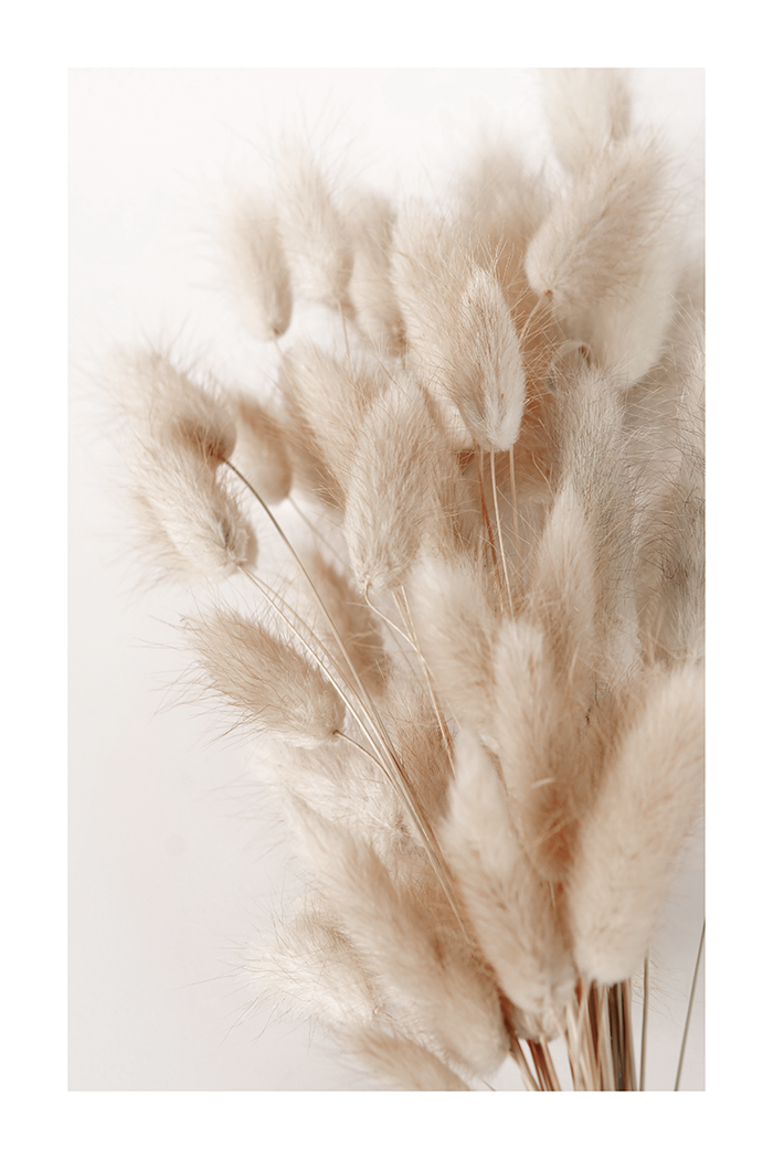 Dry Hare's Tail Grass Poster