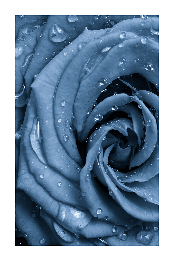 Dark Blue Rose Poster