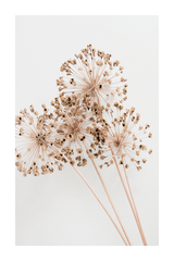 Wild Onion Flower Poster