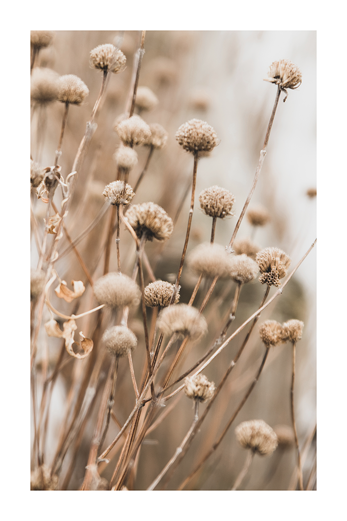 Dry Flower Photo Poster