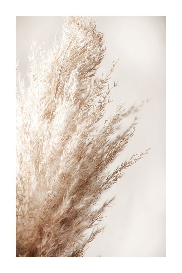 Pampas Grass Poster