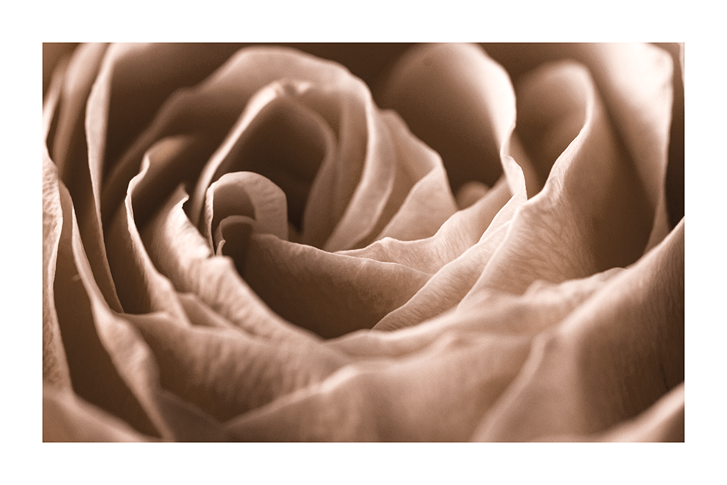 Petal Close Up Poster