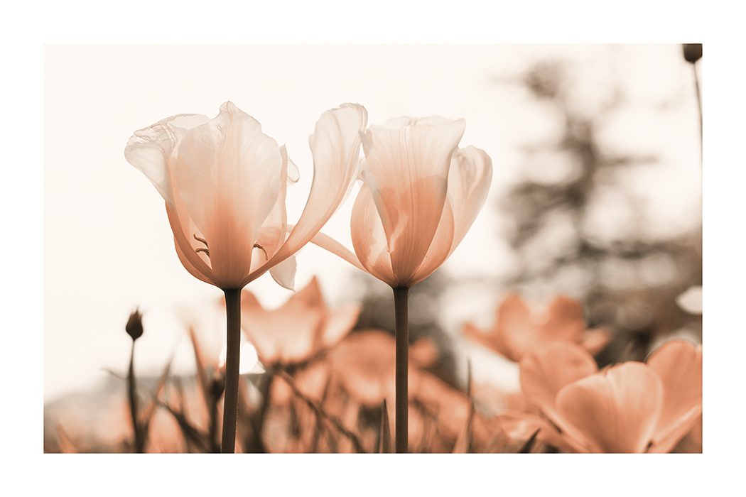 Tulip Close Up Poster