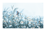 Butterfly in Daisy Poster