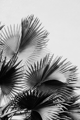 Black Palm Leaf Poster