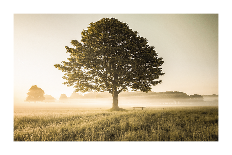 Spring Tree Poster