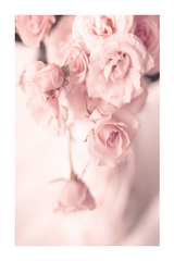 Pink Roses Poster