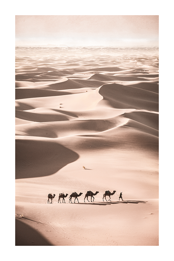 Camels Walking on the Desert Poster