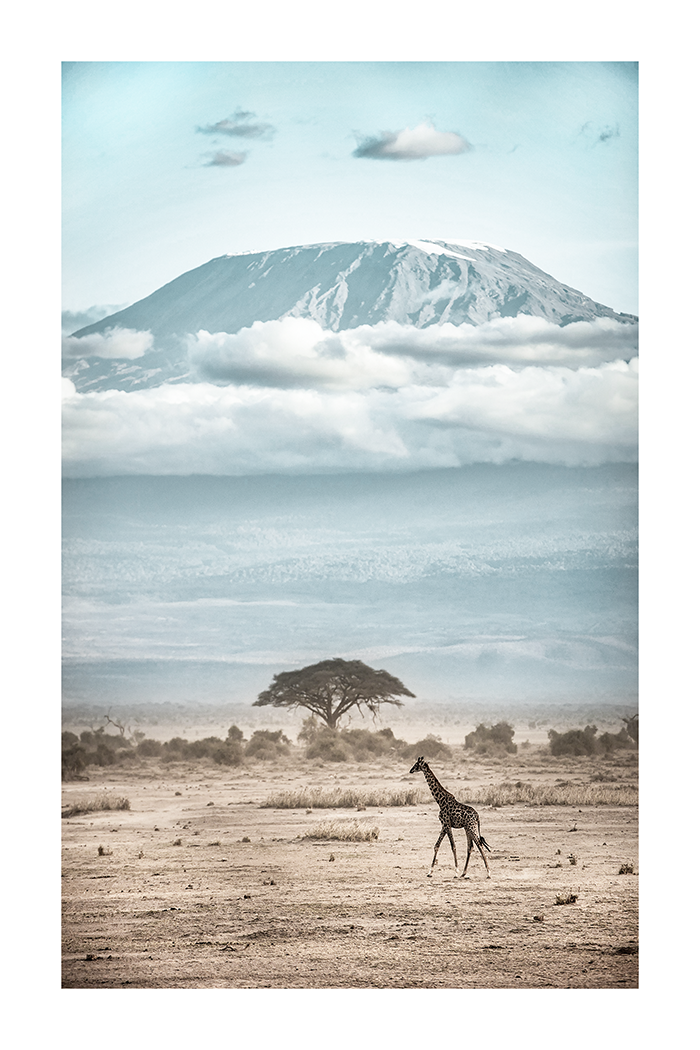 Giraffe on Wilderness Poster