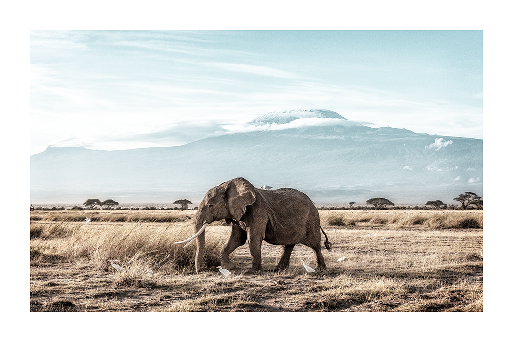 Elephant Walking on the Wild Poster
